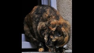 The Best Cat Sitting Service In Summerlin Superstar Pet Services Presents Tortuga The Tortoise Shell
