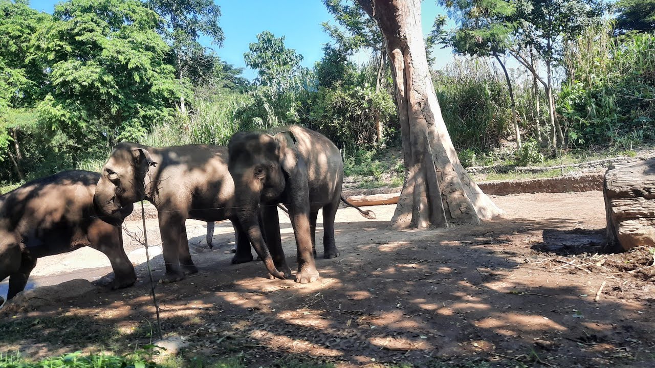 Safari journey at Bali Safari & Marine Park part#1 - YouTube