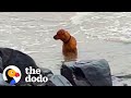 Woman Goes To Beach Multiple Times A Day Trying To Rescue This Dog | The Dodo