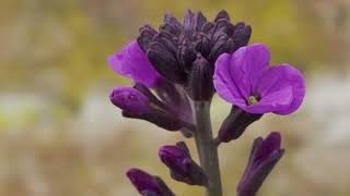 Shugborough Halls Walled Gardens Springing Into Life