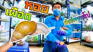 หอยทากเผือก ศรีบุญชูฟาร์ม snail farming.