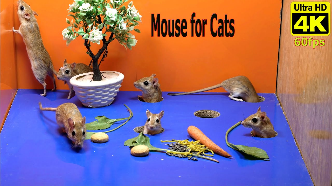 10 Hours of Mouse Videos for Cats: Hide & Seek, Play, and Cat Games in ...