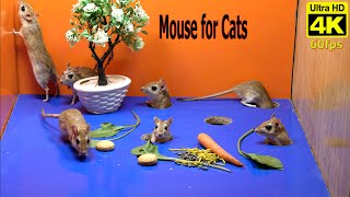10 Hours of Mouse Videos for Cats: Hide & Seek, Play, and Cat Games in 4K UHD