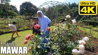 Kebun Mawar Situhapa Garut - Rose Garden Tour (4K UHD)