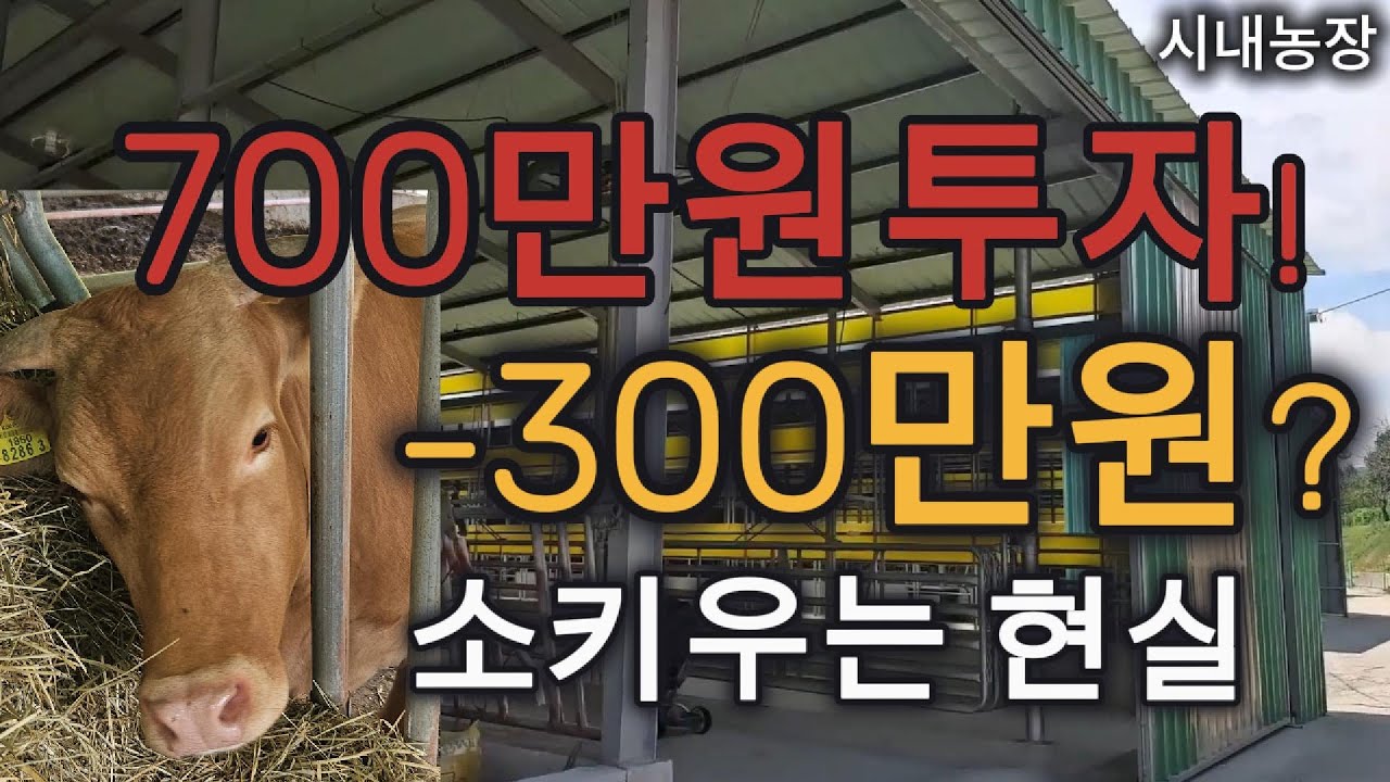 700만원 투자하고 -300만원 손해 본 한우키우는 현실｜시내농장