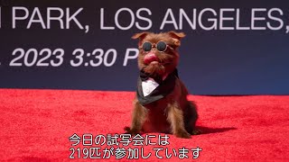 映画上映会に可愛すぎるワンちゃんたちが大集合！219匹の“マイティ”たちがギネス記録「映画上映会に最も多くの犬が参加した記録」更新へ挑む　映画『パウ・パトロール ザ・マイティ・ムービー』特別映像