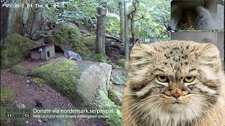 Pallass cats  - live from Nordens Ark