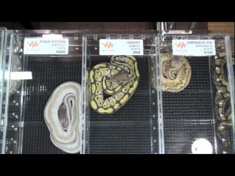 Canadian Reptile Breeders Expo|Ball Pythons| Part 3