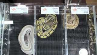 Canadian Reptile Breeders Expo|Ball Pythons| Part 3 Net Worth