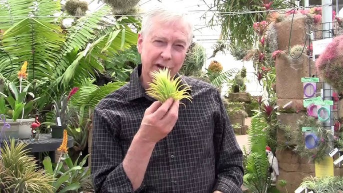 Tillandsia pringlei – Lyra Gardens