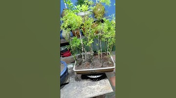 làm cụm rừng từ những cây đinh hương|| châu ngọc vlog & bonsai #bonsai