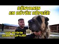 4000000 tllik efsane kangal iftlii  bu kpekler demir kapy paralyor