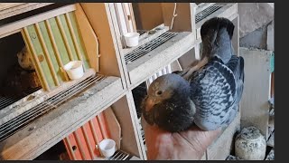 Ewa@Andrzej pzhgp 0417 MILICZ. NIE WAL W CIEMNO LEKÓW I CHEMII. NASZE MŁODE GOŁĘBIE #pigeon #top