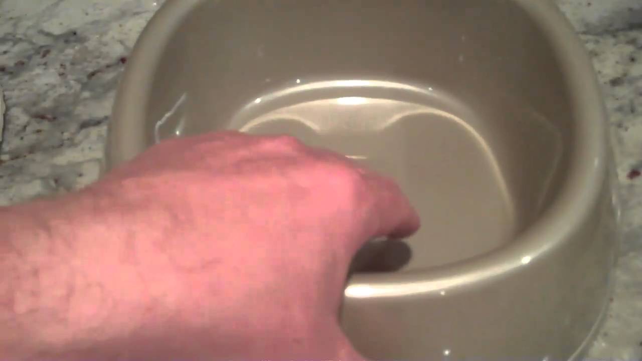 Racing Pigeons; Nest bowl, Lavender Hill Lofts, Washington DC