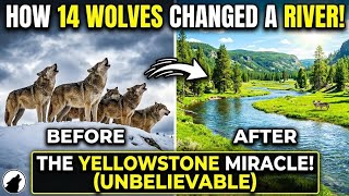 Yellowstone Released 14 Wolves Into a Dead Ecosystem — What Happened Next Defied Science