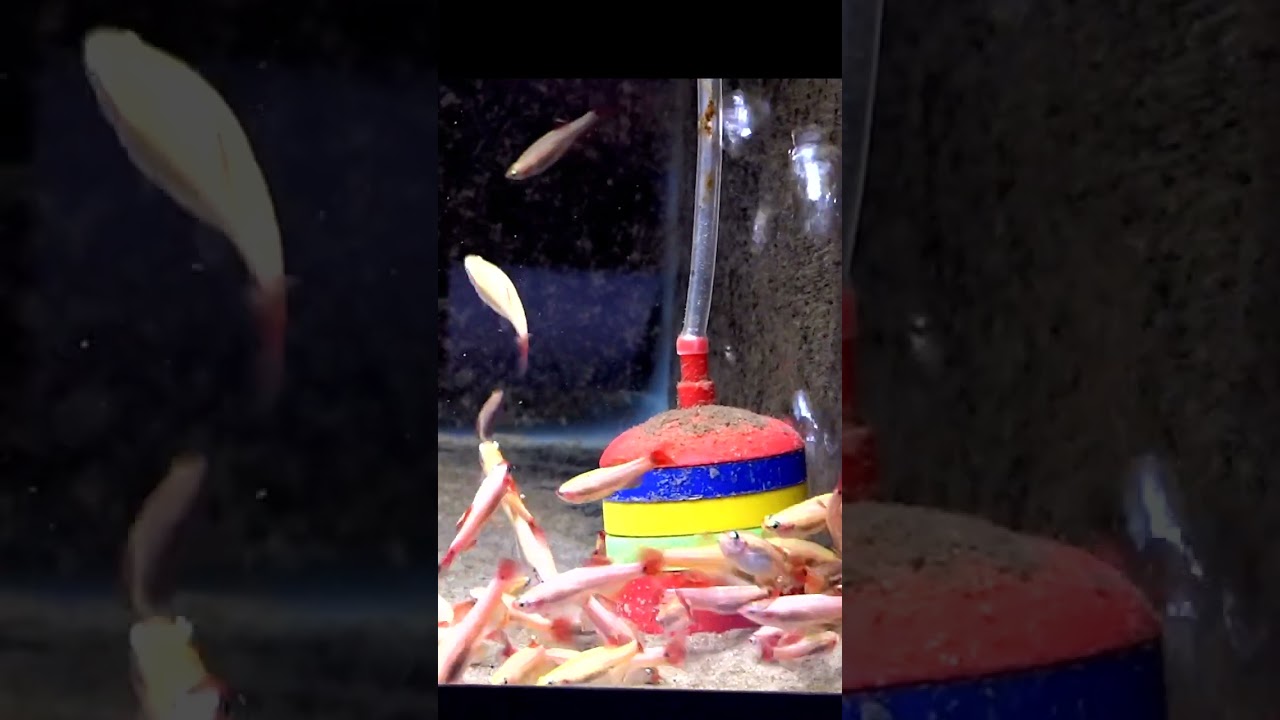 BEST tip for buying aquarium fish!