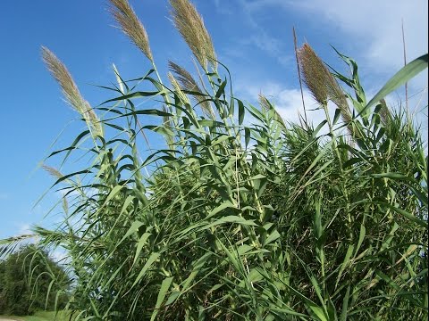 Video: Reed - Useful Properties And Uses Of Reed, Reed Growing. Common Cane, Sugar, Wild