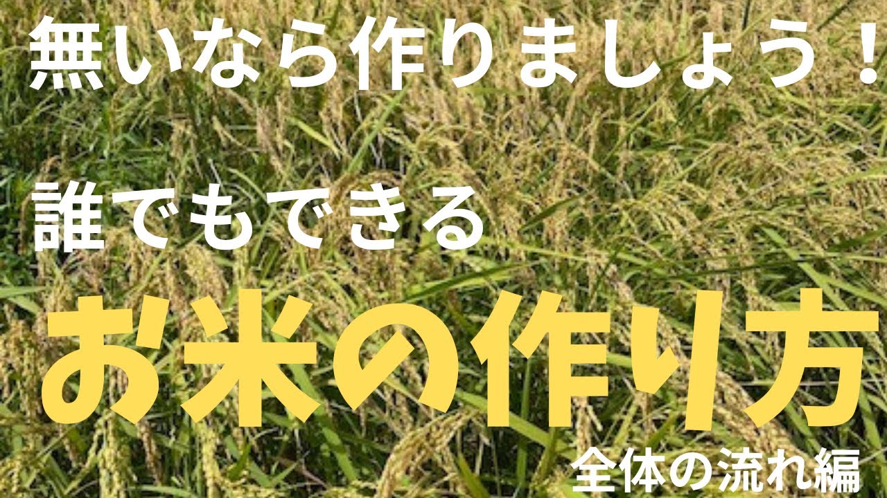 How to grow rice: If you don't have rice, make it! - YouTube