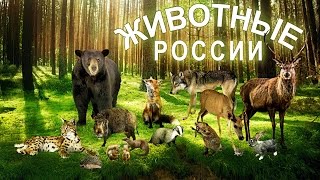 Животные России и детёныши. Развивающее видео. Познаём Мир.