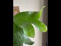 platycerrium #plants #garden #green #nature #housplants #tanamahias #orchids #aroids #antorium #fyp