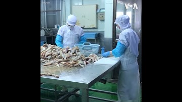 Cá nóc Nhật: Rất ngon...nhưng cũng rất nguy hiểm (VOA)