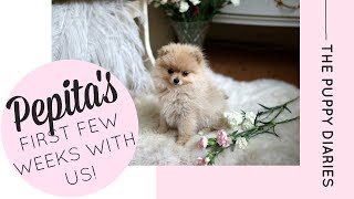 Our Pomeranian Puppy's first visit to the beach! | Katie KALANCHOE