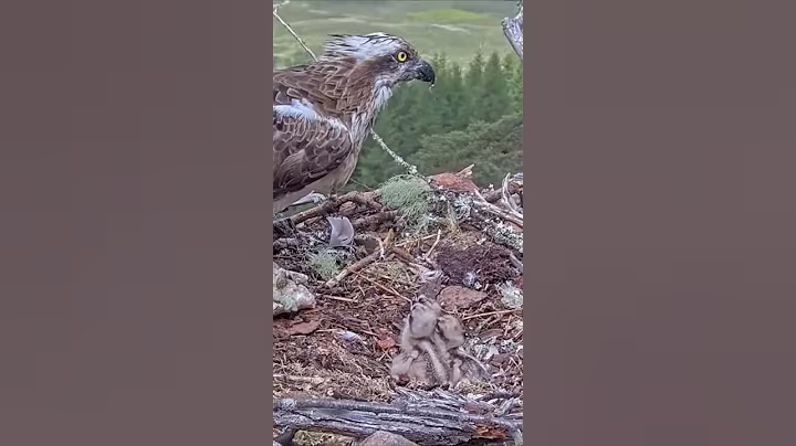 P#910- Review mother birds brings food to feed her babies in the nest, baby birds life #birdslover