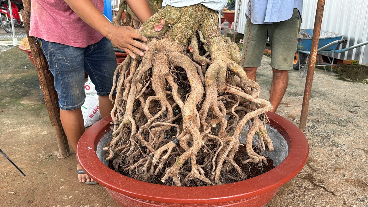 Tiếp tục vô chậu phôi tứ qúy có bộ đế siêu víp 1/9/2025