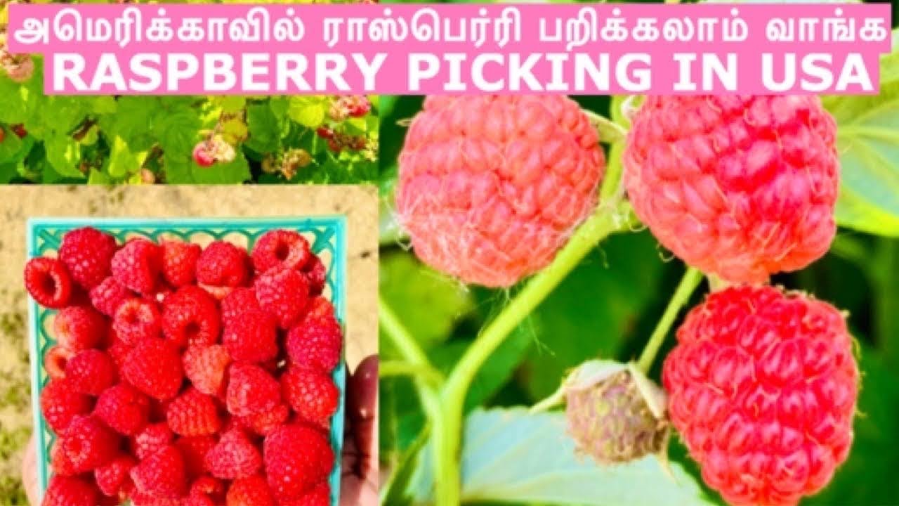 Raspberry Picking in USA vlog in tamil USA அமெரிக்காவில் ராஸ்பெர்ரி
