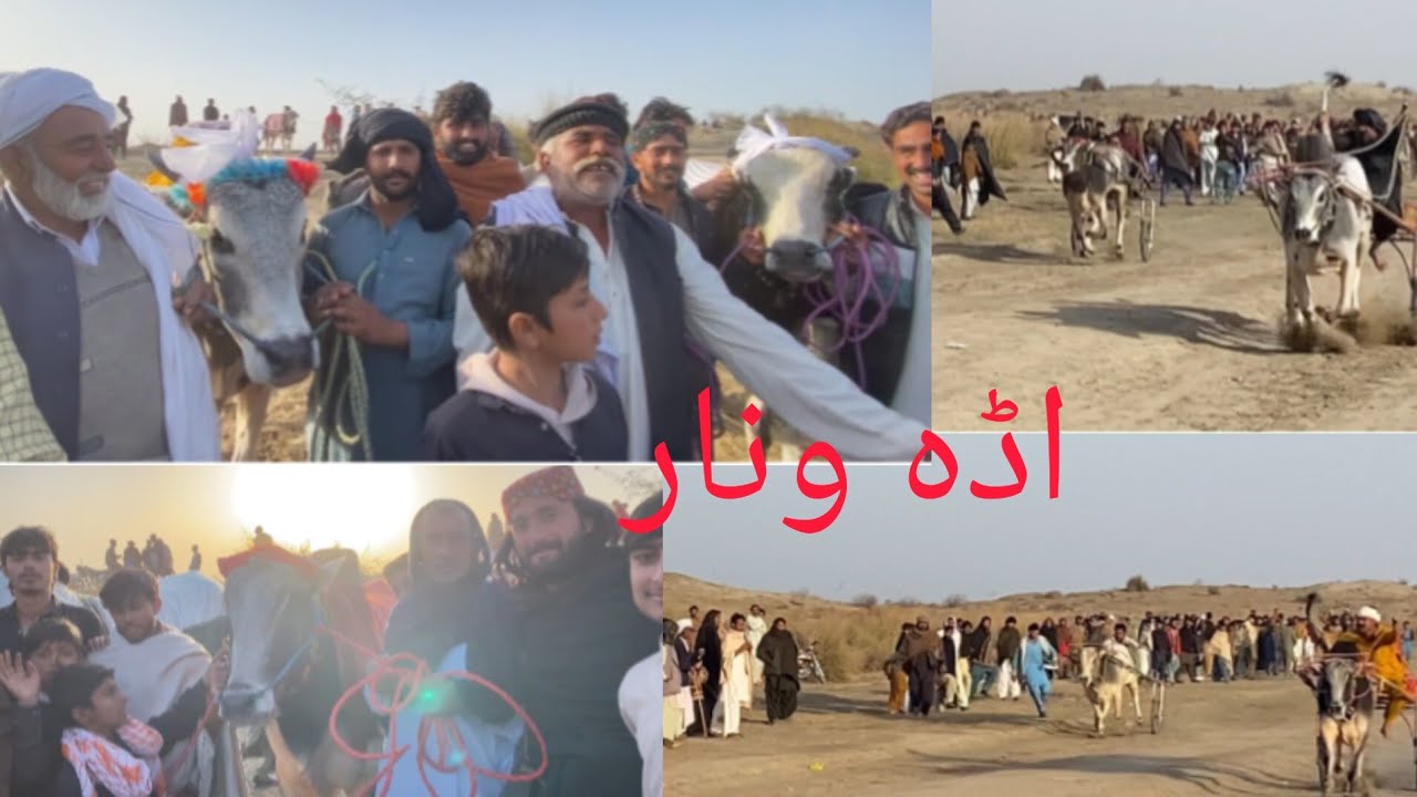 New bull rase January 23, 2026اڈہ  ونار پاک دوست گروپ بمقابلہ مہر شوکت سیال استاد ادریس لاہوری 