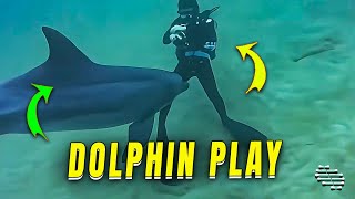 Dolphin Spotted by Divers Playing in the Water