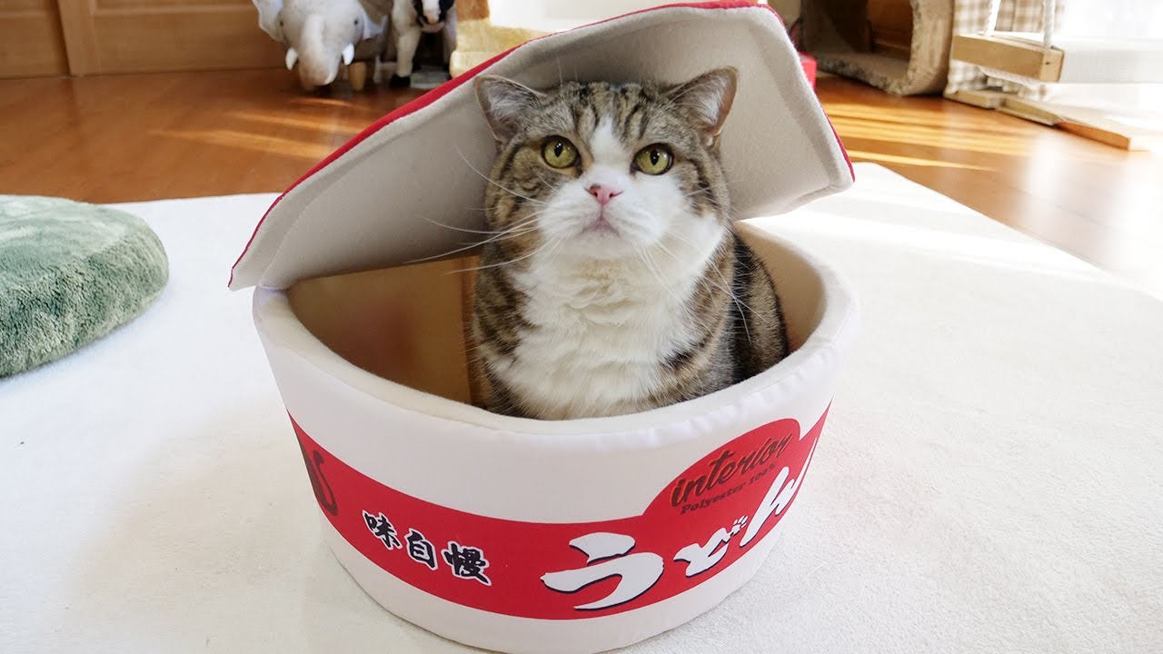 遂にうどんが完成したねこ Maru Finally Completed The Udon Noodles Youtube