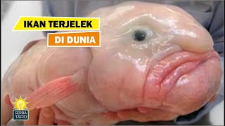 KOK TEMBEM !!! Ikan Ini Dinobatkan sebagai Ikan Terjelek Di Dunia