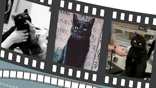 Hocus Pocus - Cat’s Out of the Spell Bag