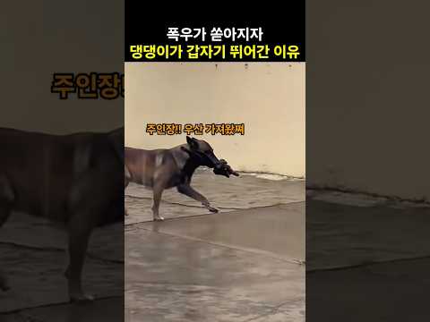 비가 오자 댕댕이가 갑자기 뛰어 간 이유 thumbnail