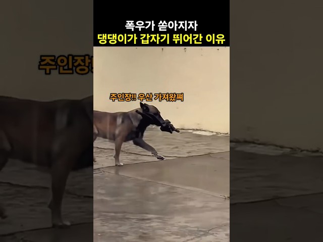 비가 오자 댕댕이가 갑자기 뛰어 간 이유