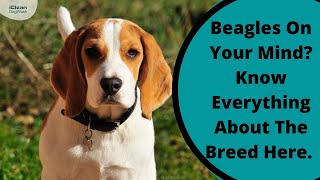 Beagles On Your Mind? Know Everything About The Breed Here. by iClean Dog Wash 7 views 2 years ago 36 seconds