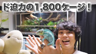 特注大型ケージで優雅に飼育する爬虫類YouTuber！【亀山さんチャンネルコラボ】