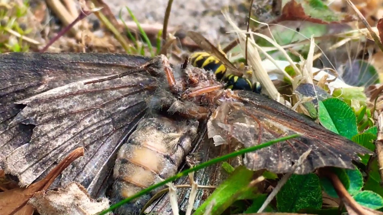 Wasp decapitates Moth and takes the head