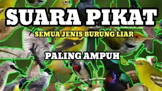 Suara Pikat Semua Jenis Burung Liar Paling Ampuh MP3 🔥🔥🔥