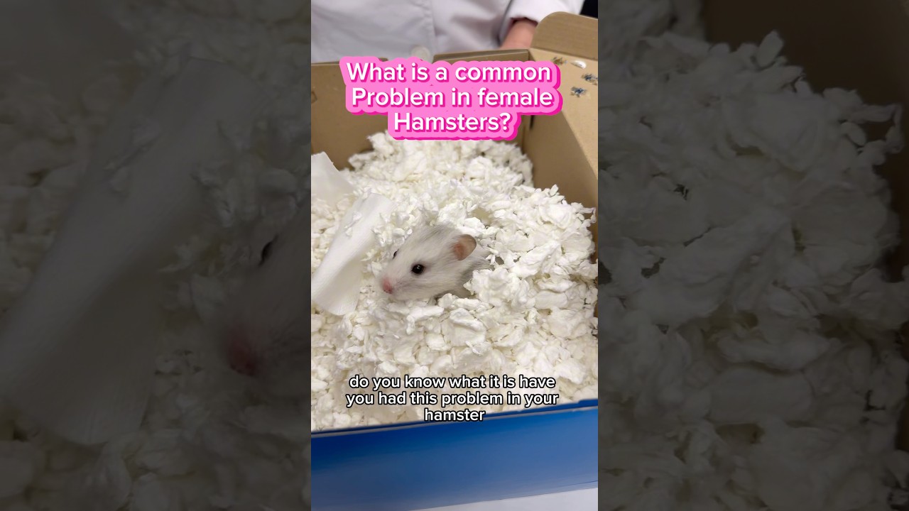 What is this common problem in female hamsters? 
