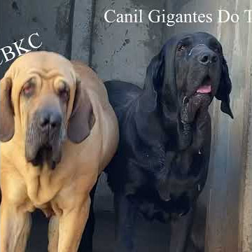 Fila Brasileiro. Canil Águas de Acauan! 