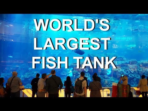 Dubai Mall Aquarium 2018