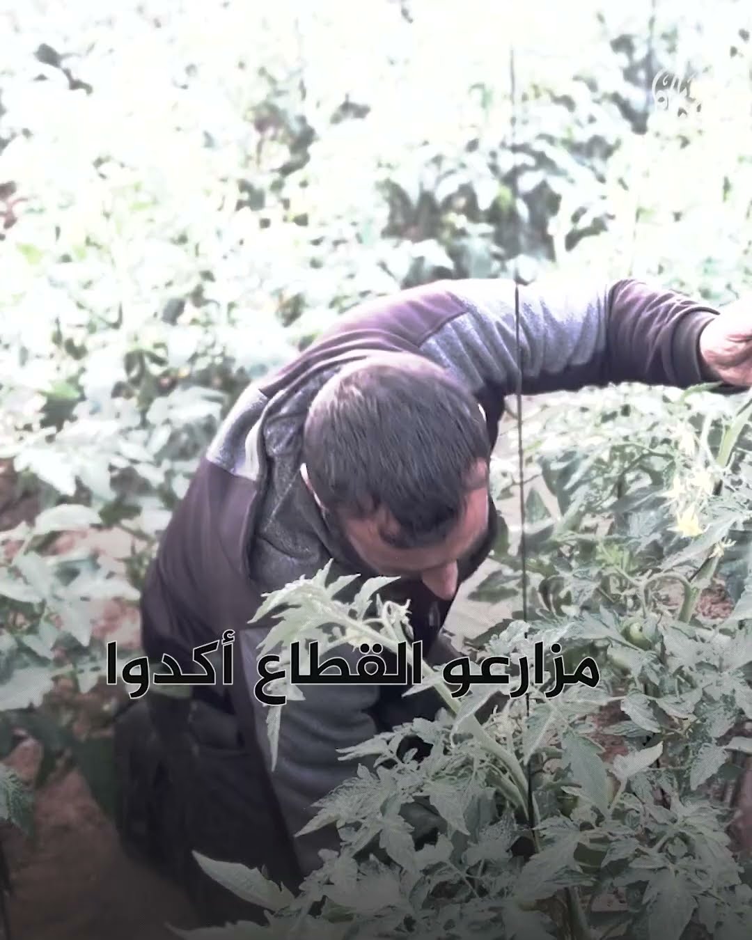 مزارعو غزة يتحدون دمار الحرب لإحياء سلة غذاء فلسطين