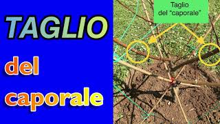 TAGLIO del Caporale o intaccatura screenshot 1