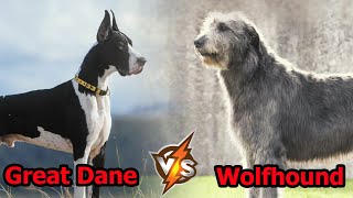 GREAT DANE VS IRISH WOLFHOUND - Who Would Win in a Fight?