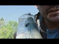 Thumpaholic FishN is live!