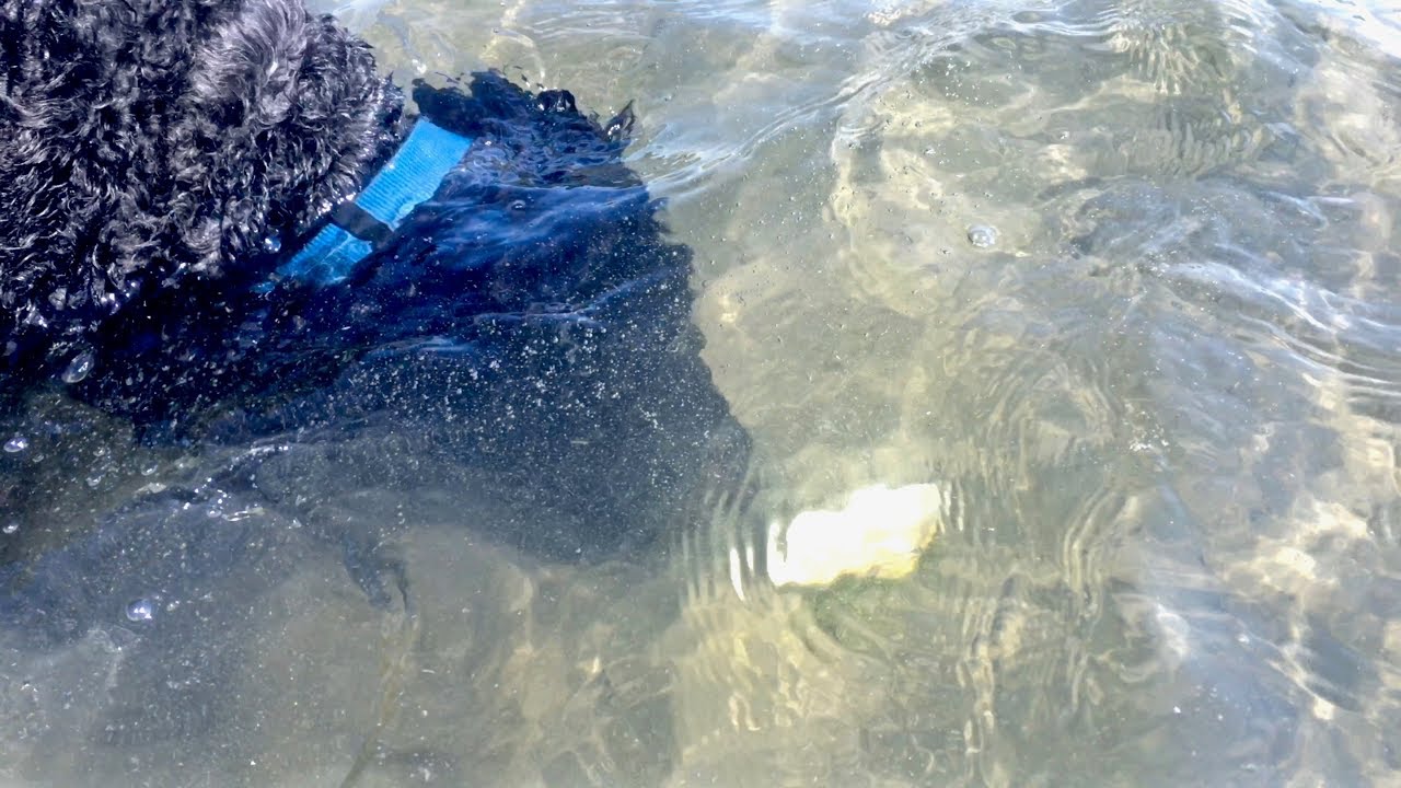 Dog Dives for Shells – Exploring Fire Island Breach!
