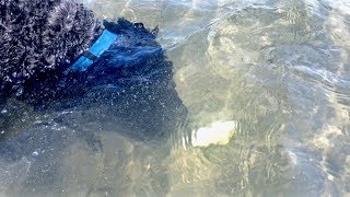 Dog Dives for Shells - Exploring Fire Island Breach!