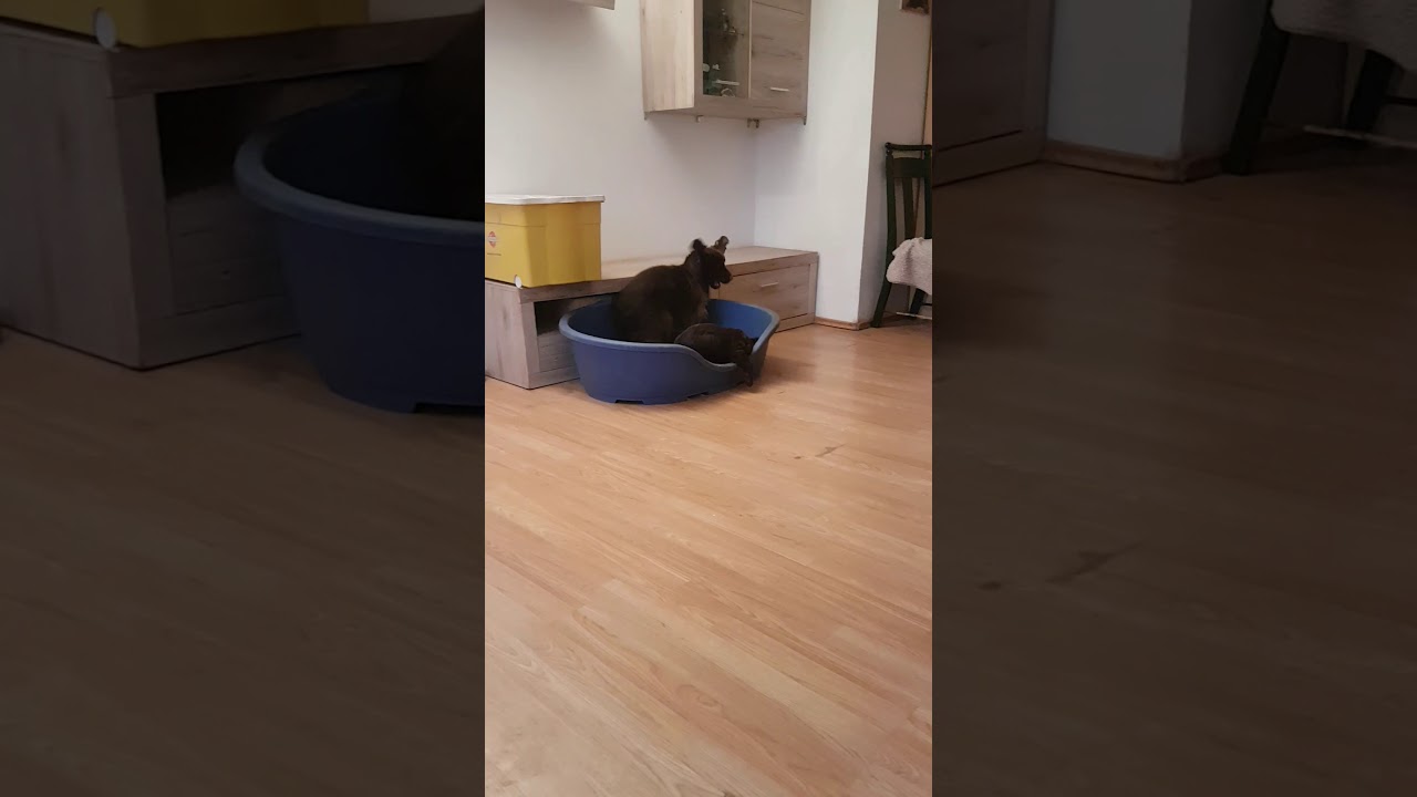 Cocker and Lagocki-Babyboy